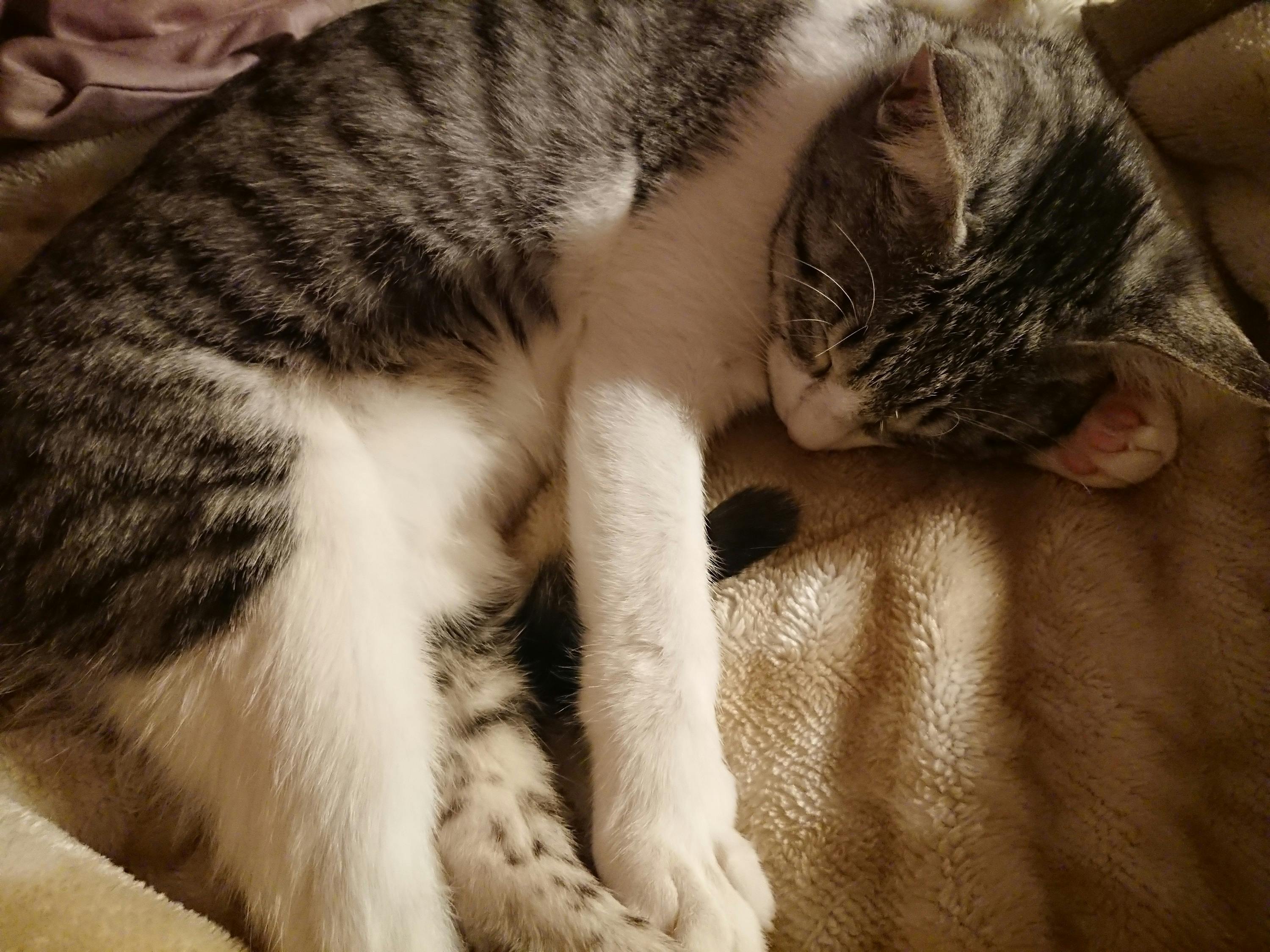 再生性貧血(難病)にかかった愛猫を助けたい! - CAMPFIRE (キャンプ