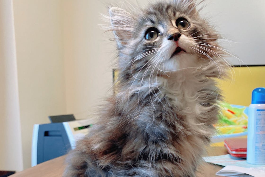 不治の病fip 猫伝染性腹膜炎 治療費支援のお願い Campfire キャンプファイヤー