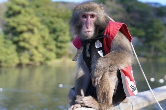 前例のない手術 大切な相方のお猿さんの治療手術費のご協力をお願い致します Campfire キャンプファイヤー