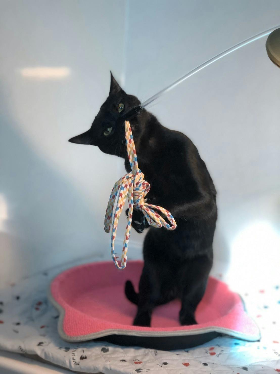 もっと 生きたい Fipの猫達の願い 保護猫活動にご支援を Campfire キャンプファイヤー もっと 生きたい Fipの猫達の願い 保護猫活動にご支援を Campfire キャンプファイヤー