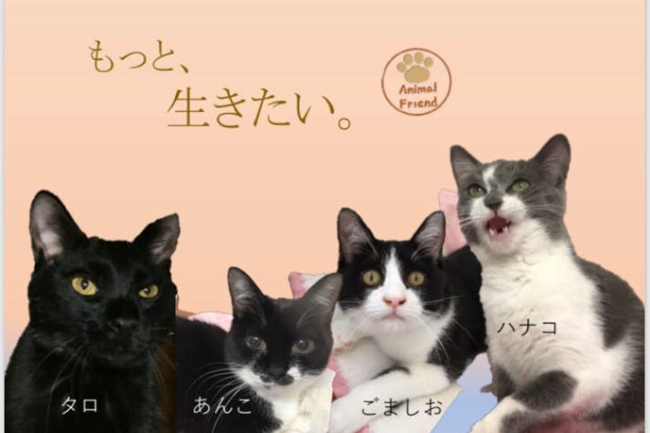 もっと 生きたい Fipの猫達の願い 保護猫活動にご支援を アクティビティ Campfire キャンプファイヤー