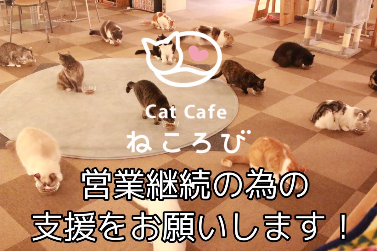 池袋の猫カフェ Cat Cafe ねころび 営業継続支援のお願い Campfire キャンプファイヤー