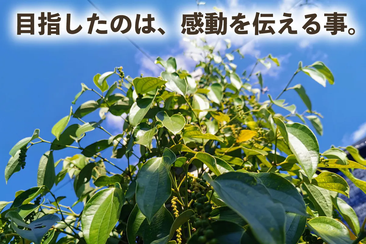 緑色のフレッシュな生の胡椒を皆様の食卓に届けたい Campfire キャンプファイヤー 緑色のフレッシュな生の胡椒を皆様の食卓に届けたい Campfire キャンプファイヤー