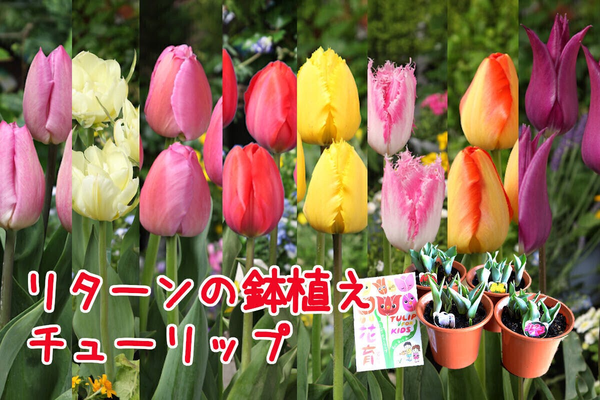 Welovetulip動画第二弾 チューリップ花後の管理と育種のすすめ Campfire キャンプファイヤー