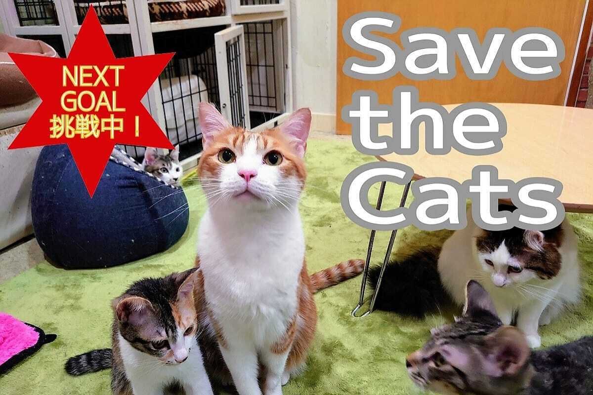 新型コロナウィルス対策で休業の保護猫カフェ 猫の居場所を守りたい 