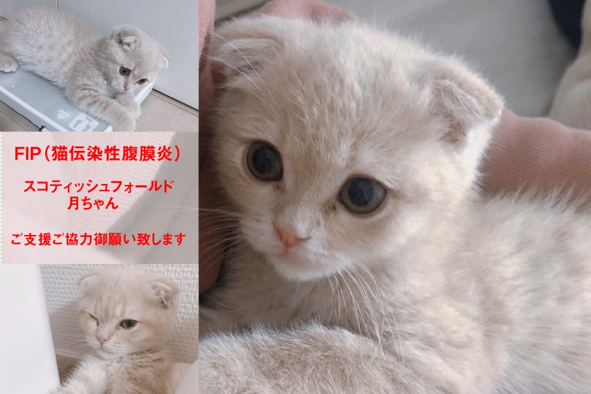 生後3ヶ月の子猫をfip 致死率100 の病 から救いたいです 助けてください Campfire キャンプファイヤー 生後3ヶ月の子猫をfip 致死率100 の病 から救いたいです 助けてください Campfire キャンプファイヤー
