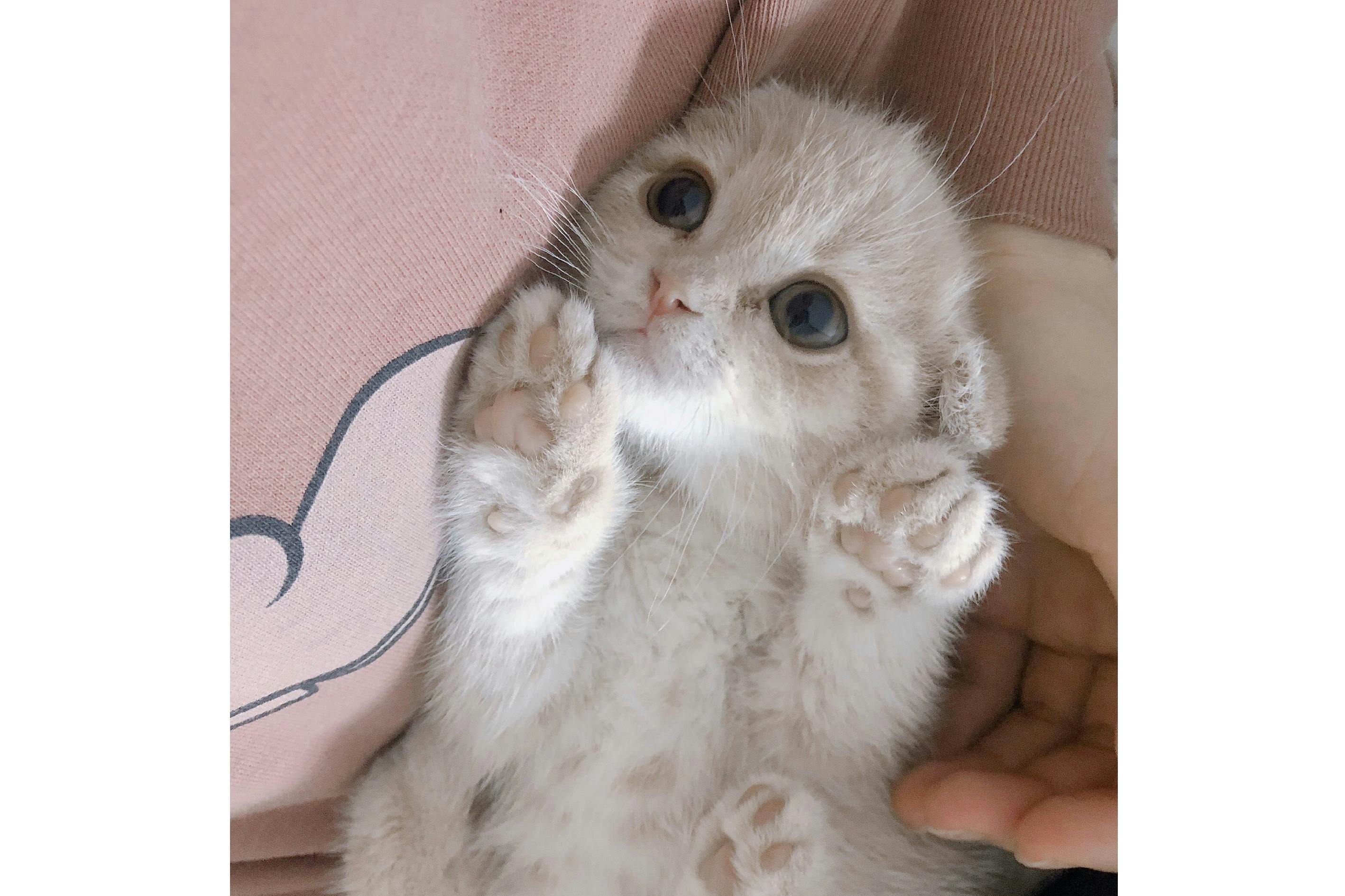 生後3ヶ月の子猫をfip 致死率100 の病 から救いたいです 助けてください Campfire キャンプファイヤー 生後3ヶ月の子猫をfip 致死率100 の病 から救いたいです 助けてください Campfire キャンプファイヤー