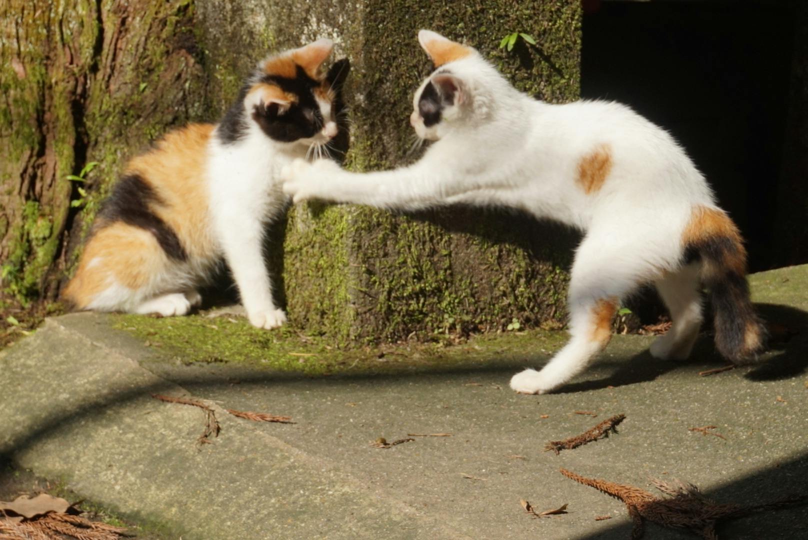 Youtubeチャンネルの収益で保護猫活動を支援したい Campfire キャンプファイヤー Youtubeチャンネルの収益で保護猫活動を支援したい Campfire キャンプファイヤー