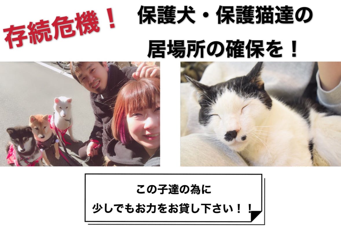 緊急4月来客0 保護犬 保護猫の安全な場所を守りたい Campfire キャンプファイヤー