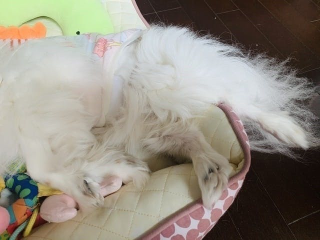 元保護犬 パピヨン ニコマリ の治療費に使いたいアクティビティ Campfire キャンプファイヤー 元保護犬 パピヨン ニコマリ の治療費に使いたいアクティビティ Campfire キャンプファイヤー