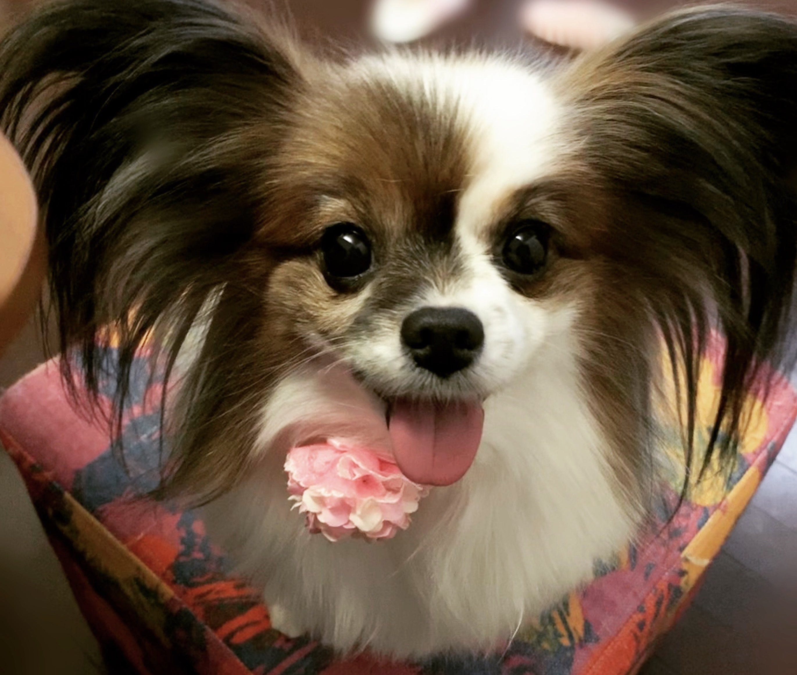 2番目のメイン画像