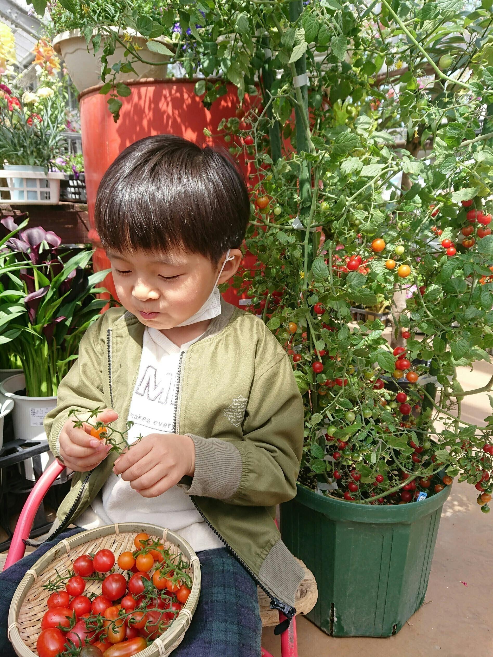 おうちでフルーツトマトを育てよう 野菜の力で元気を届けるプロジェクト Campfire キャンプファイヤー おうちでフルーツトマトを育てよう 野菜の力で元気を届けるプロジェクト Campfire キャンプファイヤー