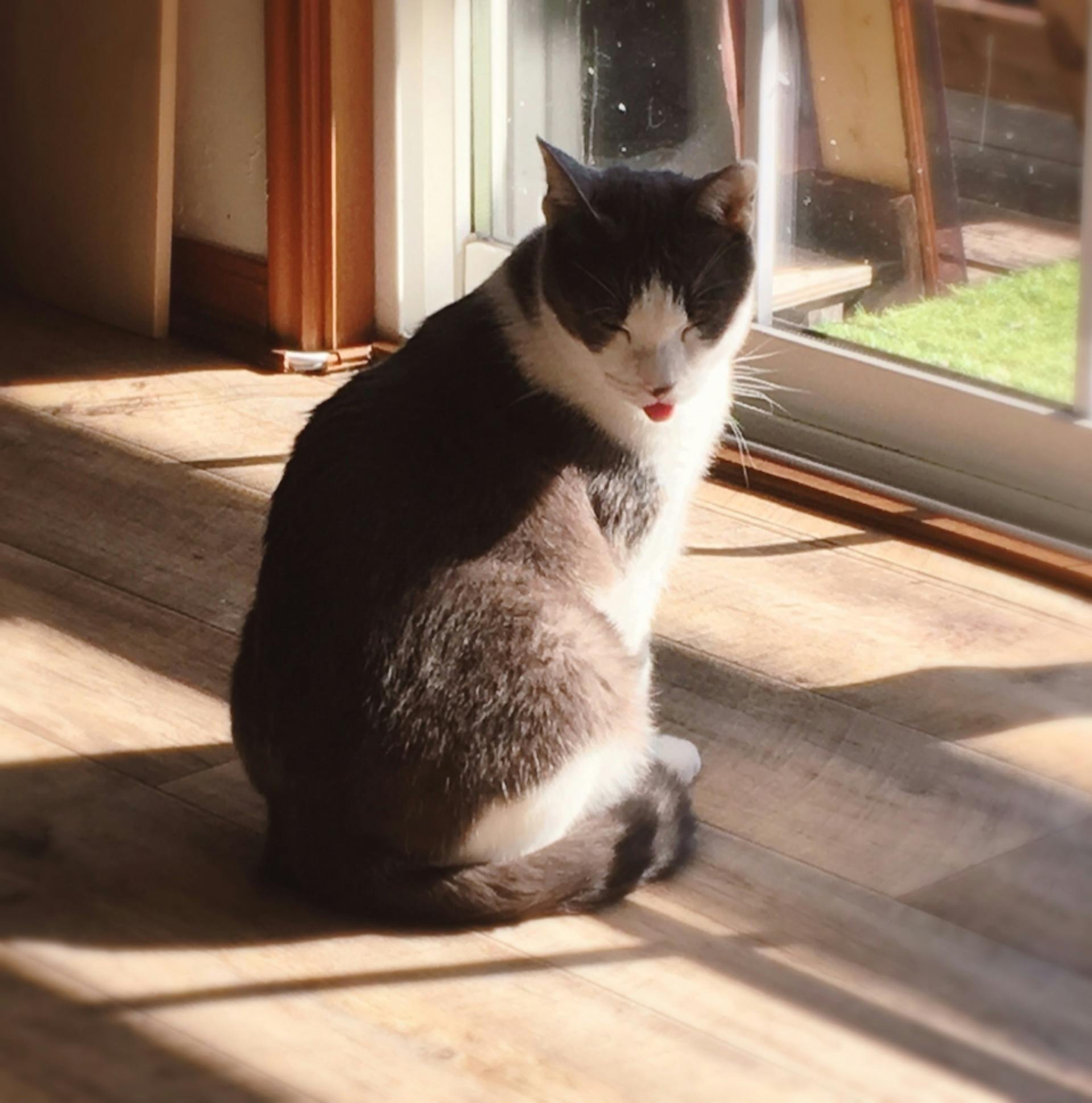 沢山の猫が死んでいった劣悪な環境から保護した病気の猫の治療にお力をお貸しください Campfire キャンプファイヤー 沢山の猫が死んでいった劣悪な環境から保護した病気の猫の治療にお力をお貸しください Campfire キャンプファイヤー