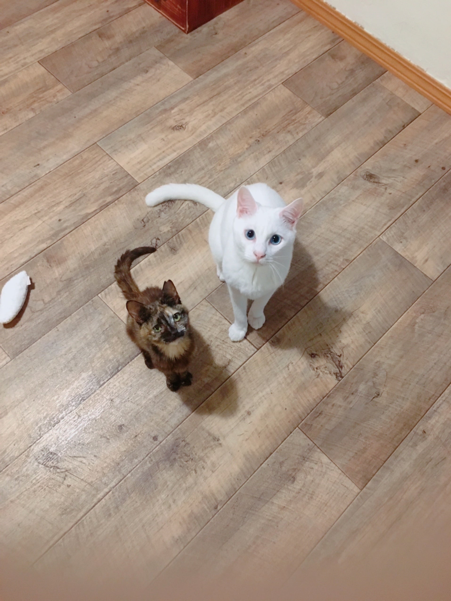沢山の猫が死んでいった劣悪な環境から保護した病気の猫の治療にお力をお貸しください Campfire キャンプファイヤー 沢山の猫が死んでいった劣悪な環境から保護した病気の猫の治療にお力をお貸しください Campfire キャンプファイヤー