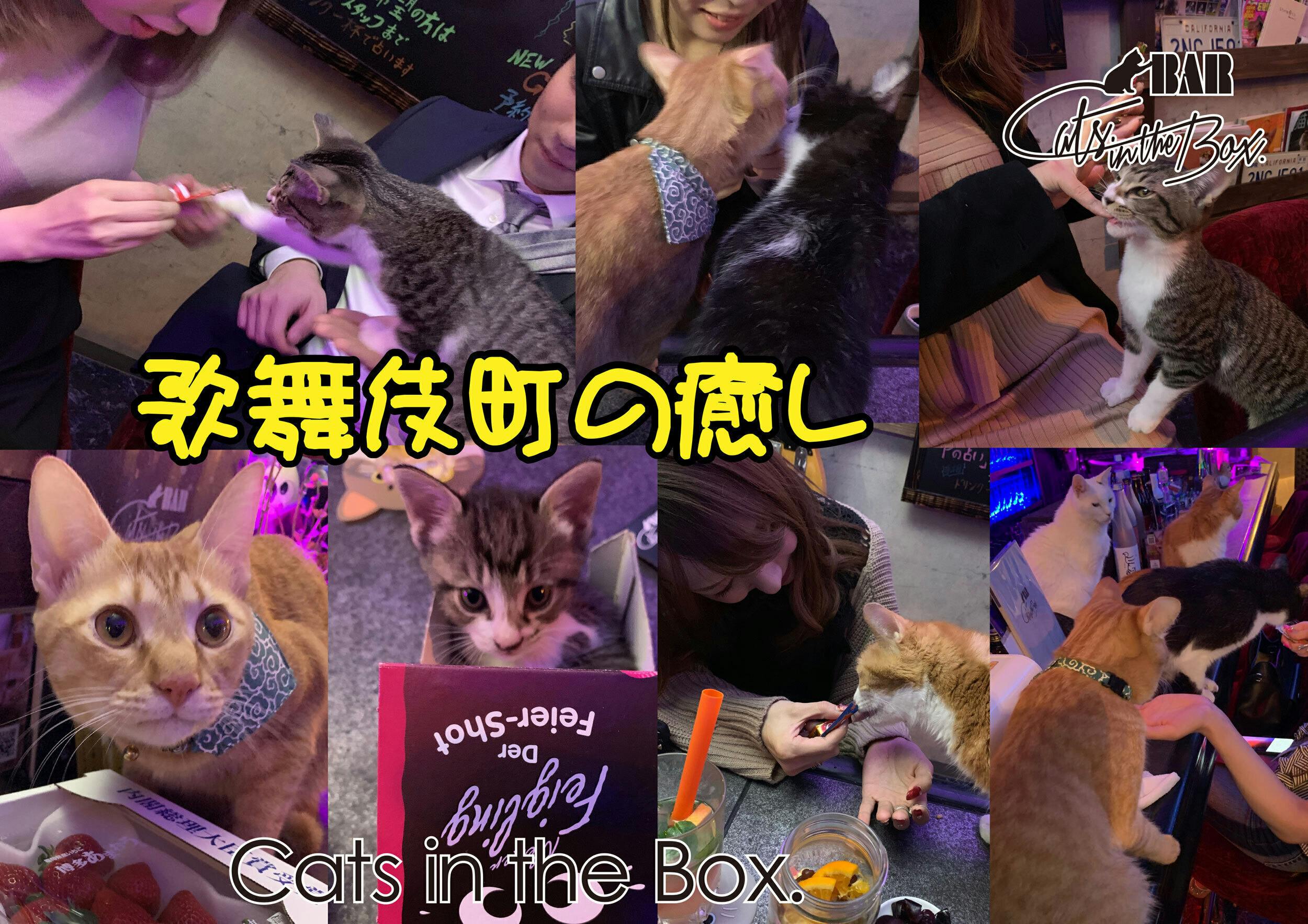猫バー存続危機です コロナで休業で売上0 歌舞伎町の癒し を助けて下さいアクティビティ Campfire キャンプファイヤー 猫バー存続危機です コロナで休業で売上0 歌舞伎町の癒し を助けて下さいアクティビティ Campfire キャンプファイヤー