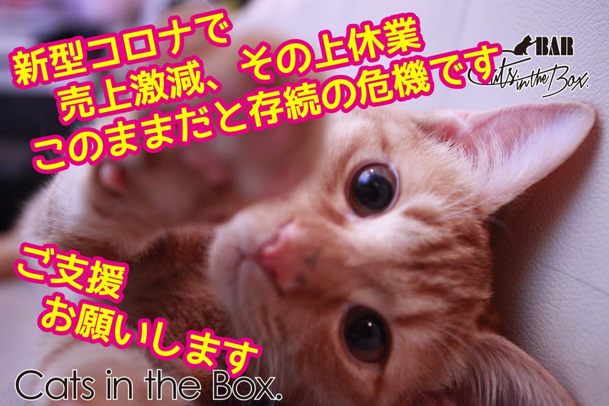 猫バー存続危機です コロナで休業で売上０ 歌舞伎町の癒し を助けて下さい Campfire キャンプファイヤー