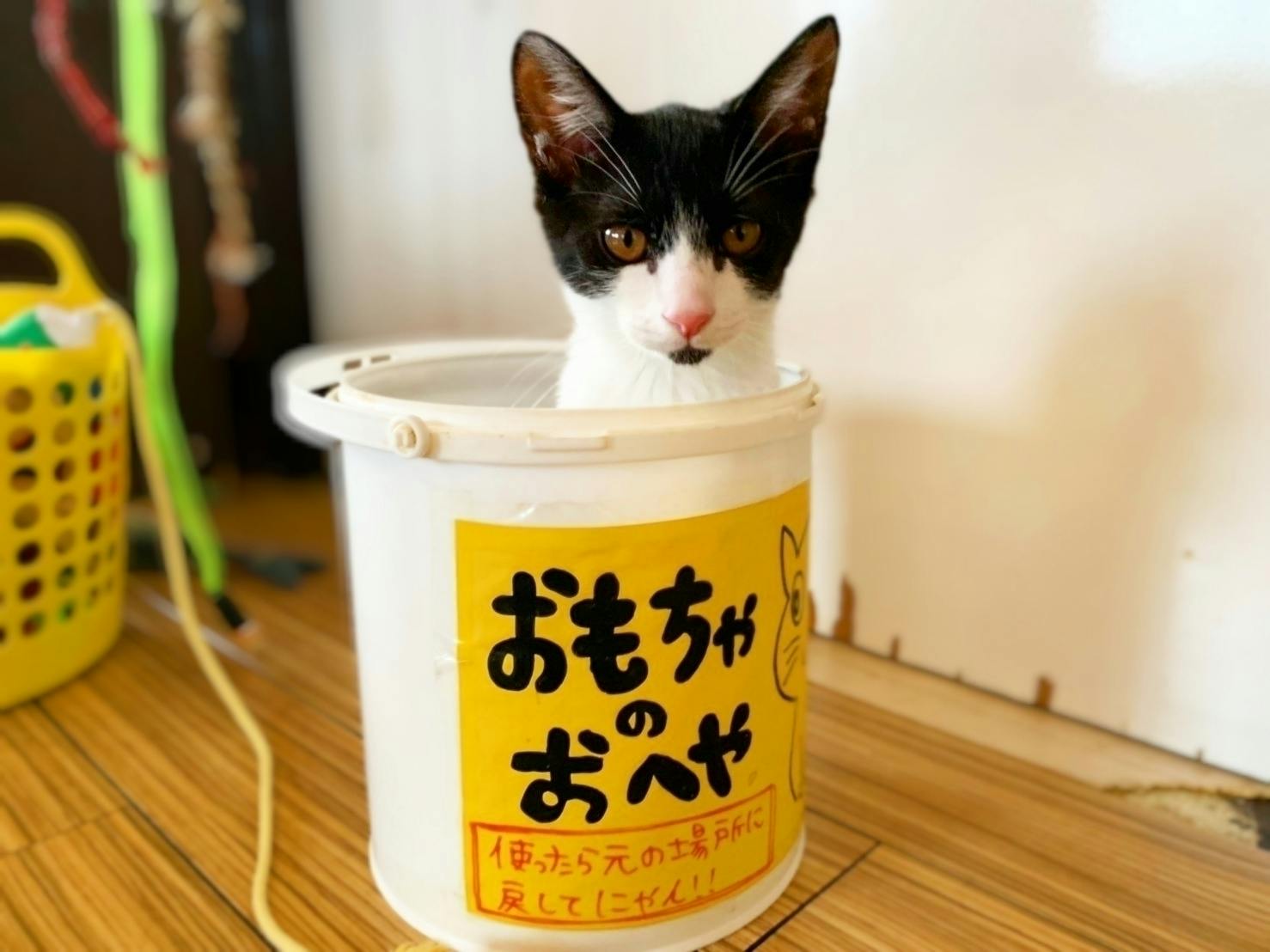 新型コロナで保護猫カフェ継続の危機 保護猫達を守りたい Campfire キャンプファイヤー 新型コロナで保護猫カフェ継続の危機 保護猫達を守りたい Campfire キャンプファイヤー