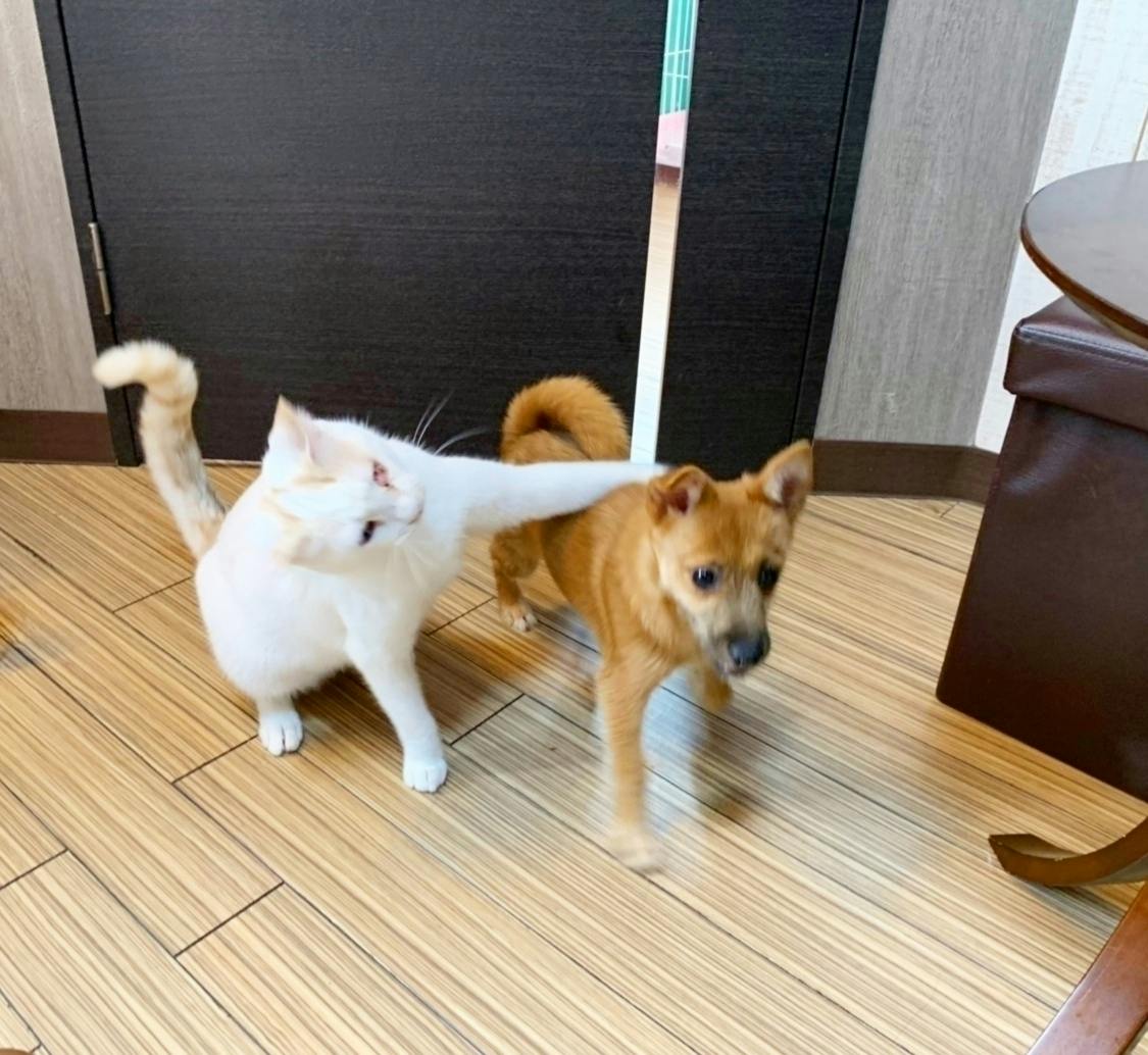 新型コロナで保護猫カフェ継続の危機 保護猫達を守りたい Campfire キャンプファイヤー 新型コロナで保護猫カフェ継続の危機 保護猫達を守りたい Campfire キャンプファイヤー