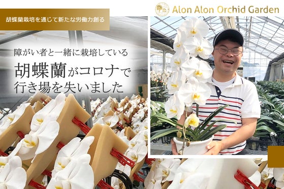 障がい者と一緒に栽培している胡蝶蘭がコロナで行き場を失いましたアクティビティ Campfire キャンプファイヤー 障がい者と一緒に栽培している胡蝶蘭がコロナで行き場を失いましたアクティビティ Campfire キャンプファイヤー