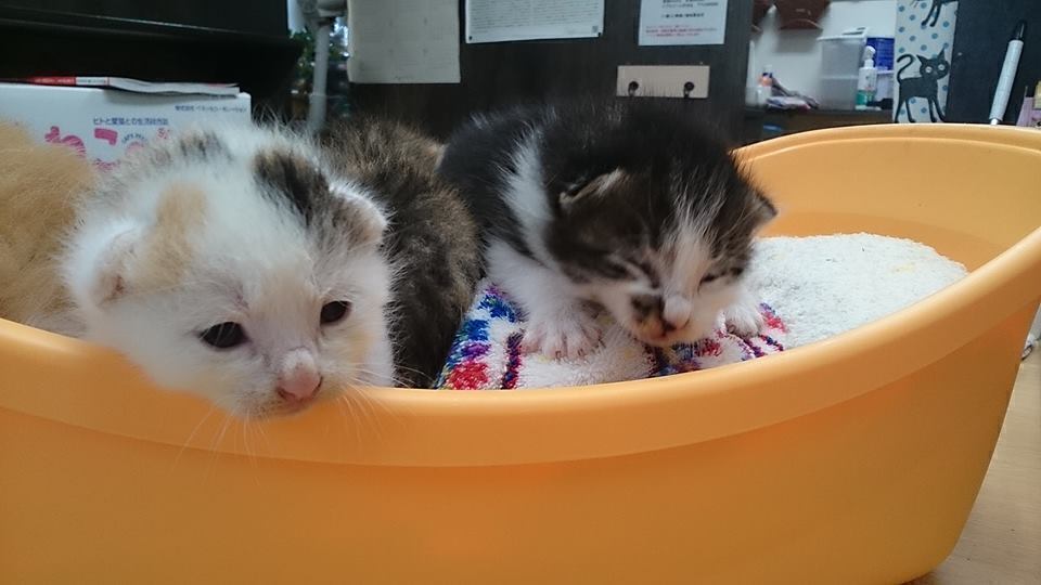 3番目のメイン画像