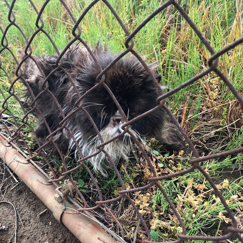 純血種 7匹の猫が投棄されました 治療や手術代のご支援をご協力お願いします Campfire キャンプファイヤー 純血種 7匹の猫が投棄されました 治療や手術代のご支援をご協力お願いします Campfire キャンプファイヤー