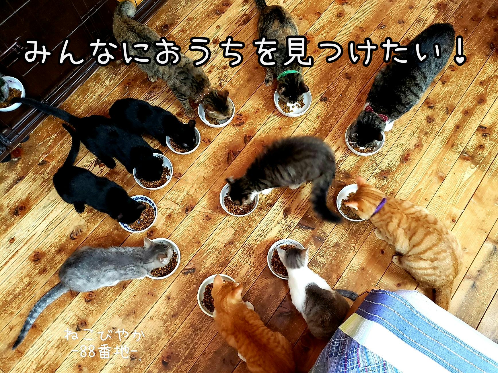 世界唯一の黒猫only猫カフェ 譲渡型猫カフェの存続危機を乗り越えたい Campfire キャンプファイヤー 世界唯一の黒猫only猫カフェ 譲渡型猫カフェの存続危機を乗り越えたい Campfire キャンプファイヤー