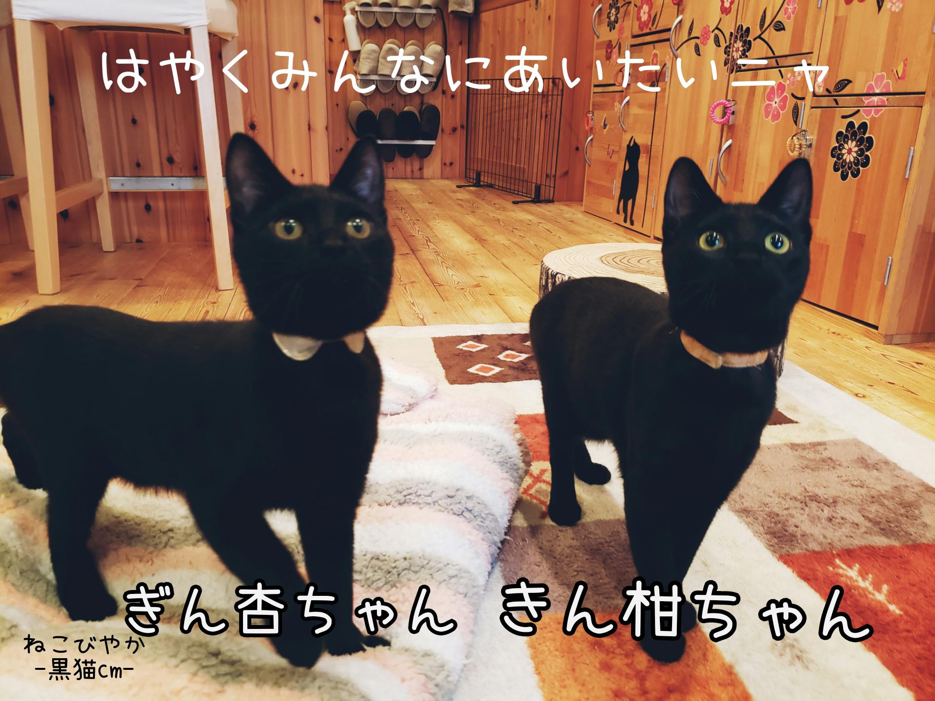 世界唯一の黒猫only猫カフェ＆譲渡型猫カフェの存続危機を乗り越えたい！