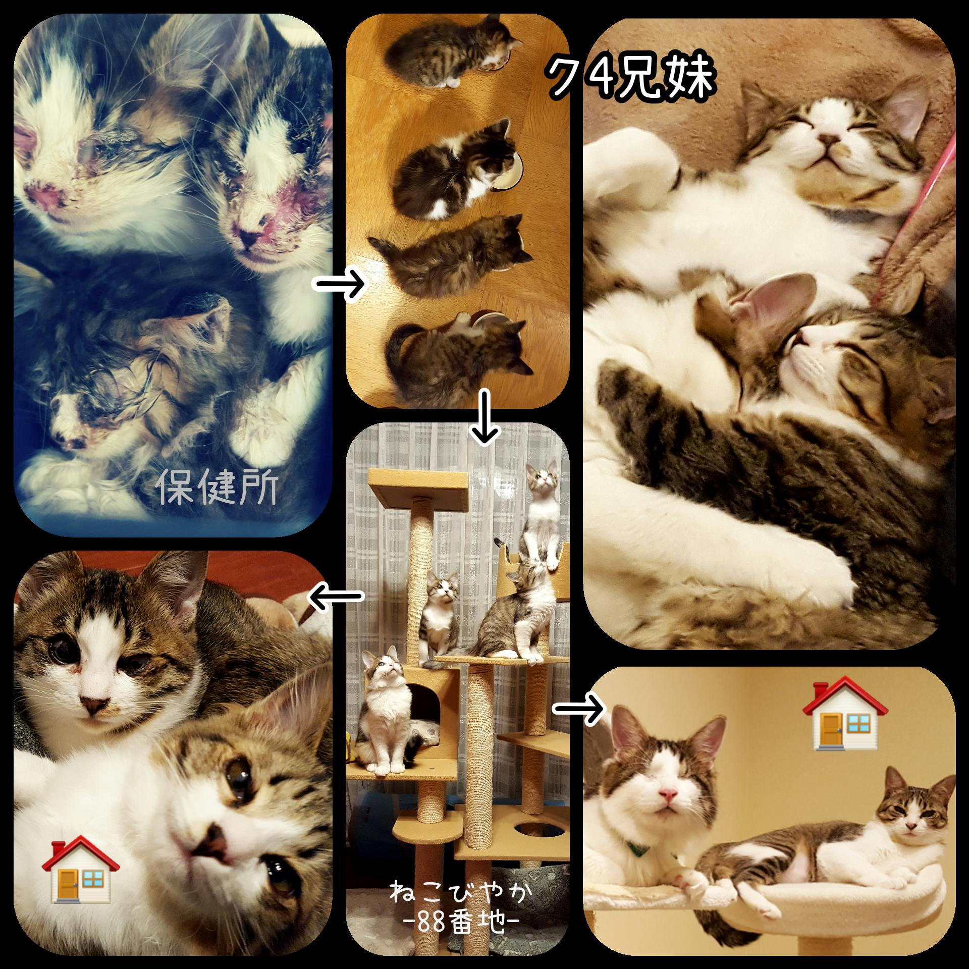 世界唯一の黒猫only猫カフェ 譲渡型猫カフェの存続危機を乗り越えたい Campfire キャンプファイヤー 世界唯一の黒猫only猫カフェ 譲渡型猫カフェの存続危機を乗り越えたい Campfire キャンプファイヤー