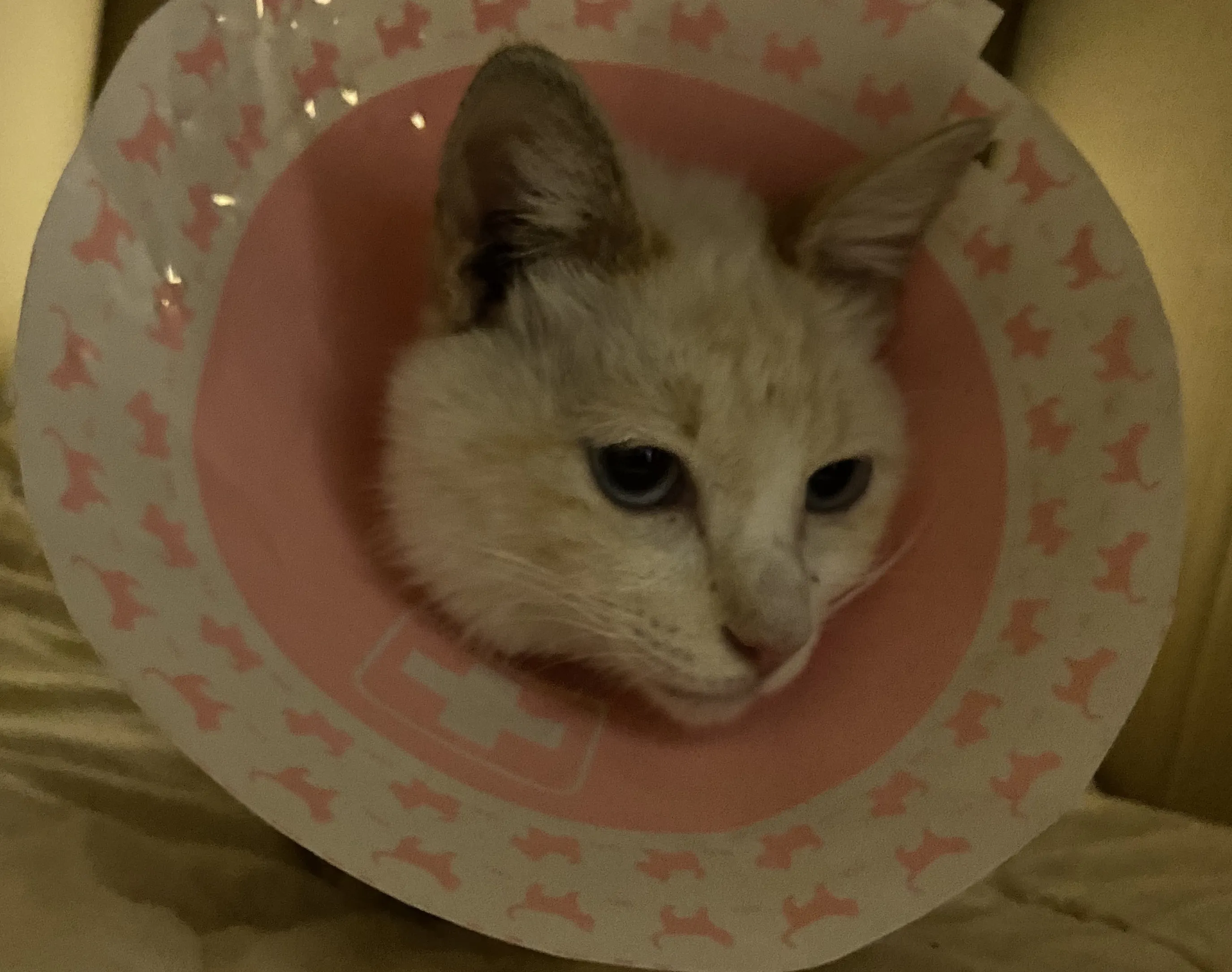 4番目のメイン画像