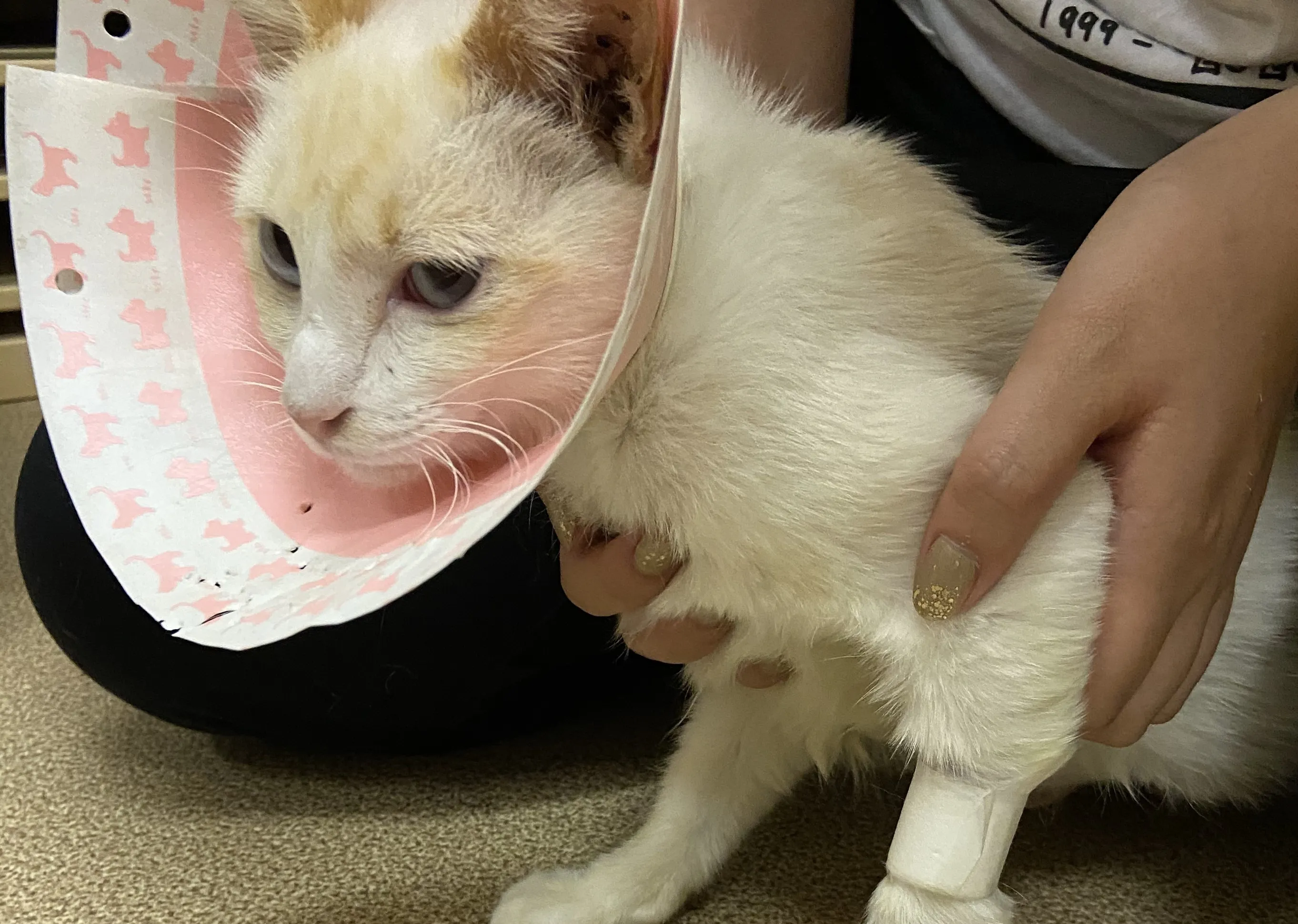 2番目のメイン画像