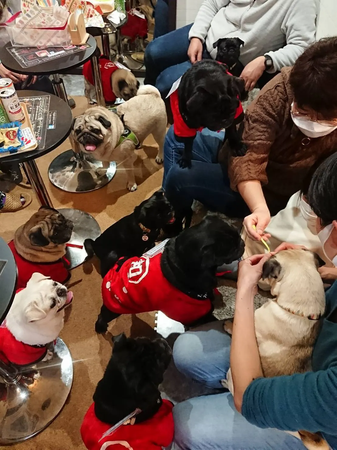 世界の癒し処 京都 パグカフェlivingroom を残したい Campfire キャンプファイヤー 世界の癒し処 京都 パグカフェlivingroom を残したい Campfire キャンプファイヤー