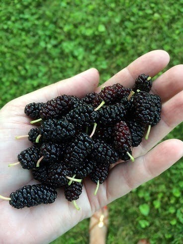 日本が持っている 宝 栄養豊富な国産 桑の実 で新しい食の選択肢を Campfire キャンプファイヤー 日本が持っている 宝 栄養豊富な国産 桑の実 で新しい食の選択肢を Campfire キャンプファイヤー