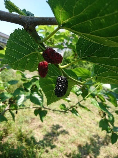 日本が持っている 宝 栄養豊富な国産 桑の実 で新しい食の選択肢を Campfire キャンプファイヤー 日本が持っている 宝 栄養豊富な国産 桑の実 で新しい食の選択肢を Campfire キャンプファイヤー