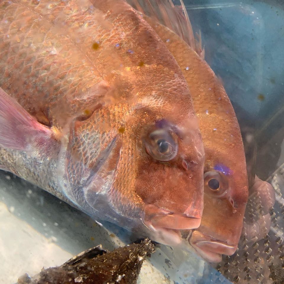 魚まみれ眞吉プロジェクト 漁師 豊洲市場の仲買人 店舗従業員を守りたい Campfire キャンプファイヤー 魚まみれ眞吉プロジェクト 漁師 豊洲市場の仲買人 店舗従業員を守りたい Campfire キャンプファイヤー