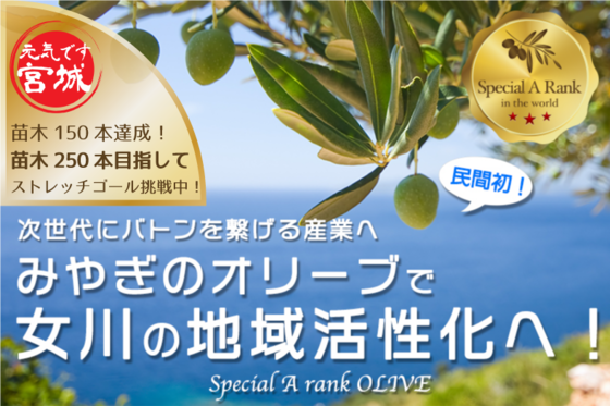 本日まで オリーブ ２２４本 植栽できます 感謝感激です Campfire キャンプファイヤー