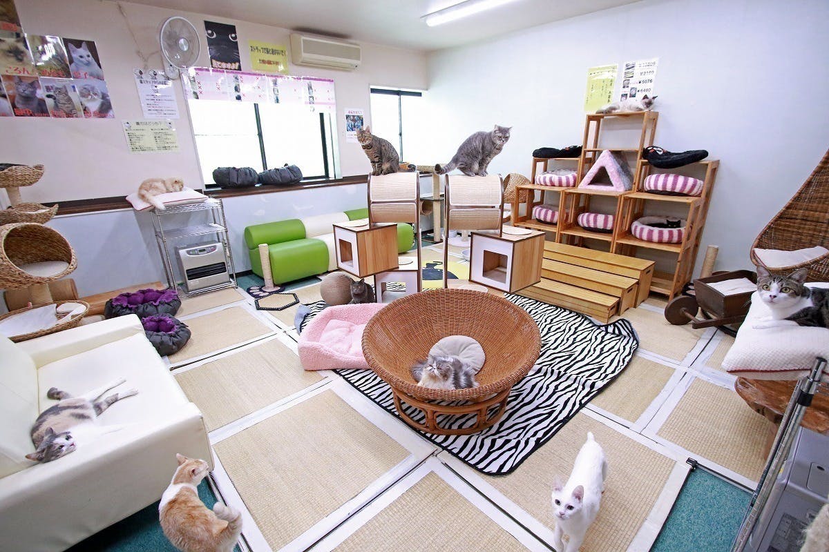 コロナに負けない 猫カフェの存続のためのご支援のお願いです Campfire キャンプファイヤー コロナに負けない 猫カフェの存続のためのご支援のお願いです Campfire キャンプファイヤー