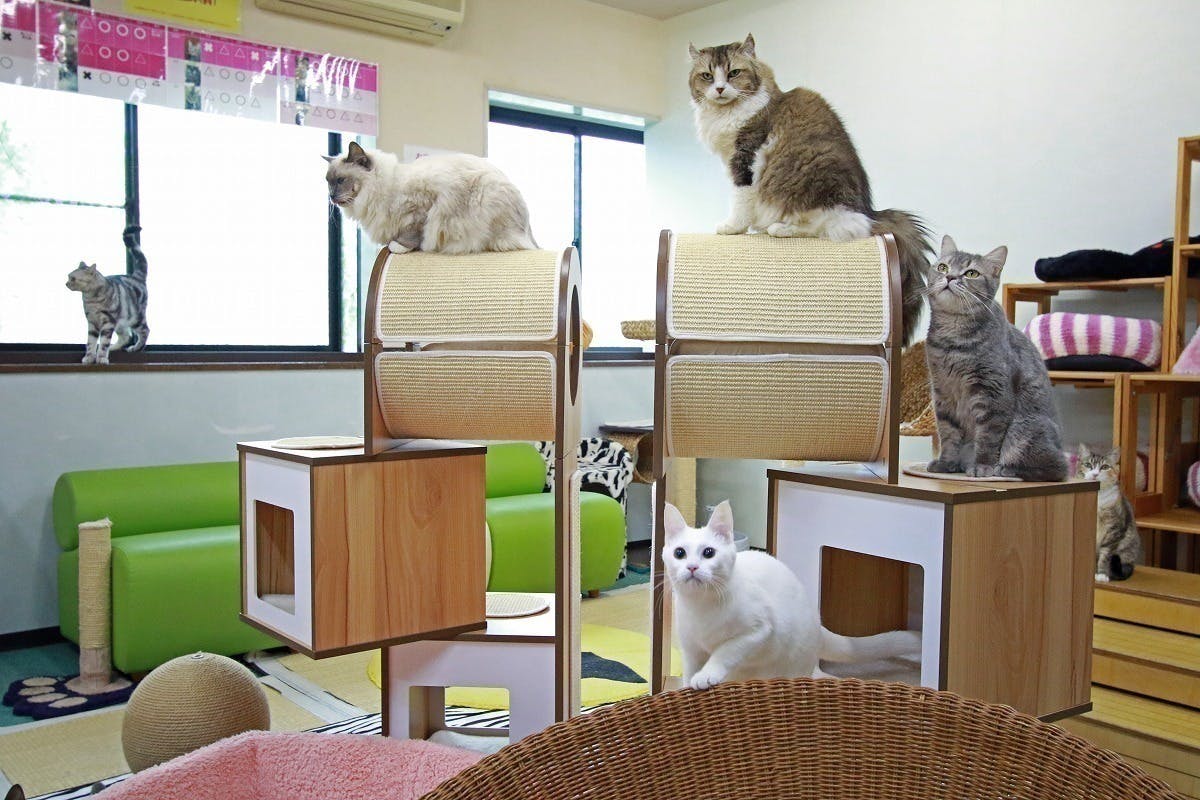 コロナに負けない 猫カフェの存続のためのご支援のお願いです Campfire キャンプファイヤー コロナに負けない 猫カフェの存続のためのご支援のお願いです Campfire キャンプファイヤー