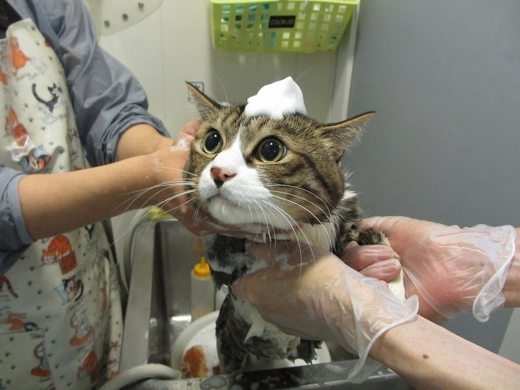 コロナに負けない 猫カフェの存続のためのご支援のお願いです Campfire キャンプファイヤー コロナに負けない 猫カフェの存続のためのご支援のお願いです Campfire キャンプファイヤー