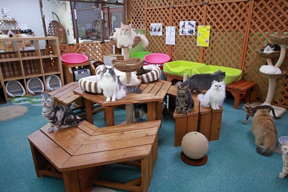 コロナに負けない 猫カフェの存続のためのご支援のお願いです Campfire キャンプファイヤー コロナに負けない 猫カフェの存続のためのご支援のお願いです Campfire キャンプファイヤー