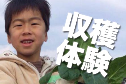 僕たち学生が作った野菜の収穫体験で かっこいい農業 を伝える Campfire キャンプファイヤー