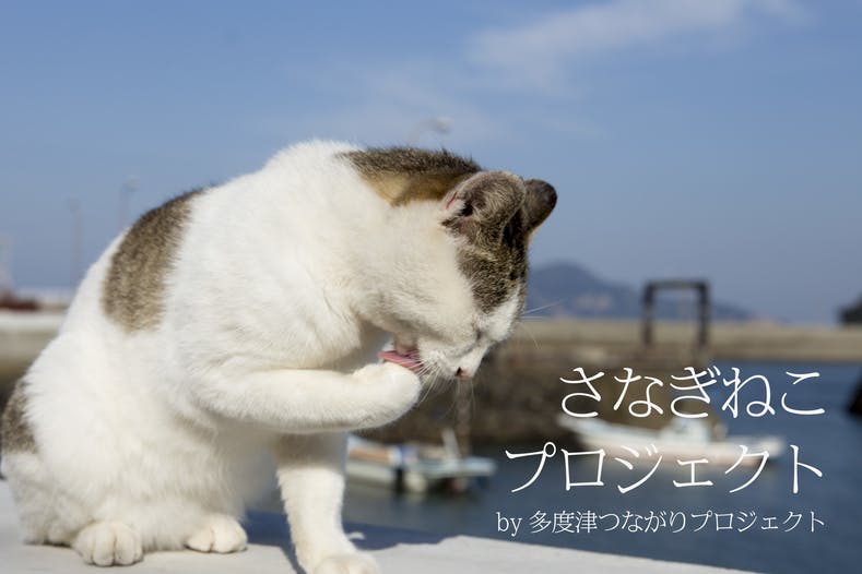 猫の島 さなぎねこ写真集 をつくりたい Campfire キャンプファイヤー