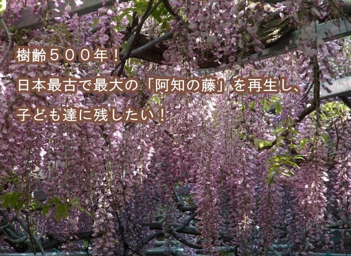 樹齢５００年！日本最古で最大の「阿知の藤」を再生し子ども達に残したい！　CAMPFIRE　(キャンプファイヤー)