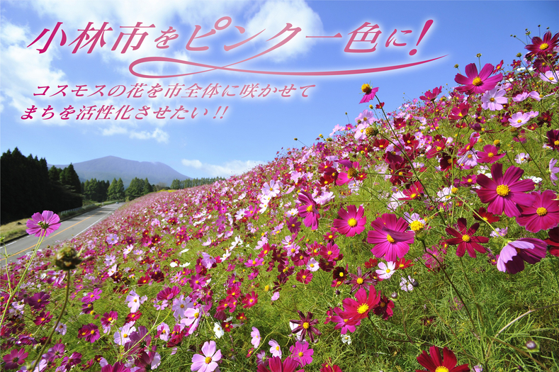 小林市をピンク一色に コスモスを市全体に咲かせてまちを活性化させたい Campfire キャンプファイヤー