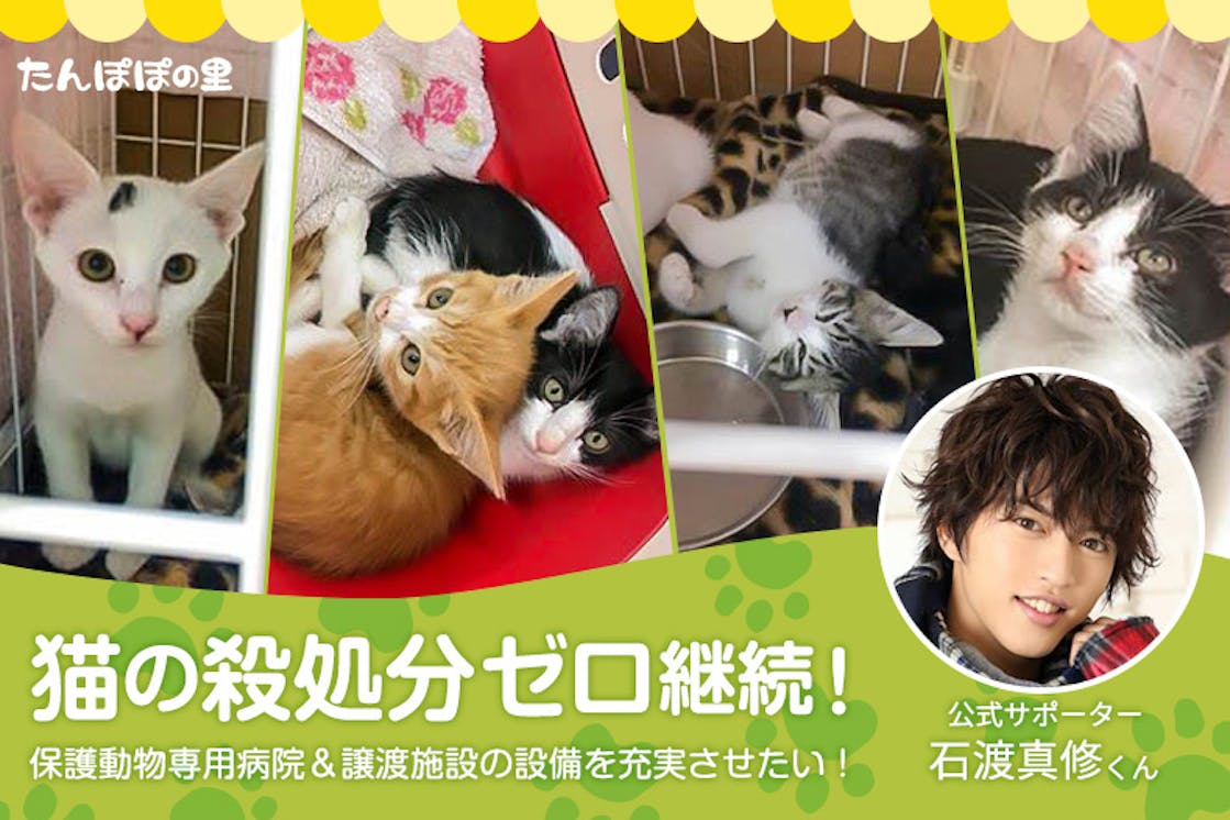猫殺処分ゼロ継続 相模原保護動物専用病院 譲渡施設の設備を充実させたい Campfire キャンプファイヤー 猫殺処分ゼロ継続 相模原保護動物専用病院 譲渡施設の設備を充実させたい Campfire キャンプファイヤー