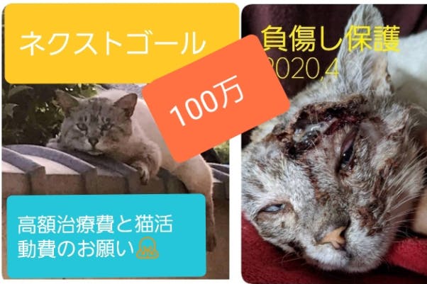 怪我をした野良猫青ちゃんの治療費と今後の活動のご支援お願いします 