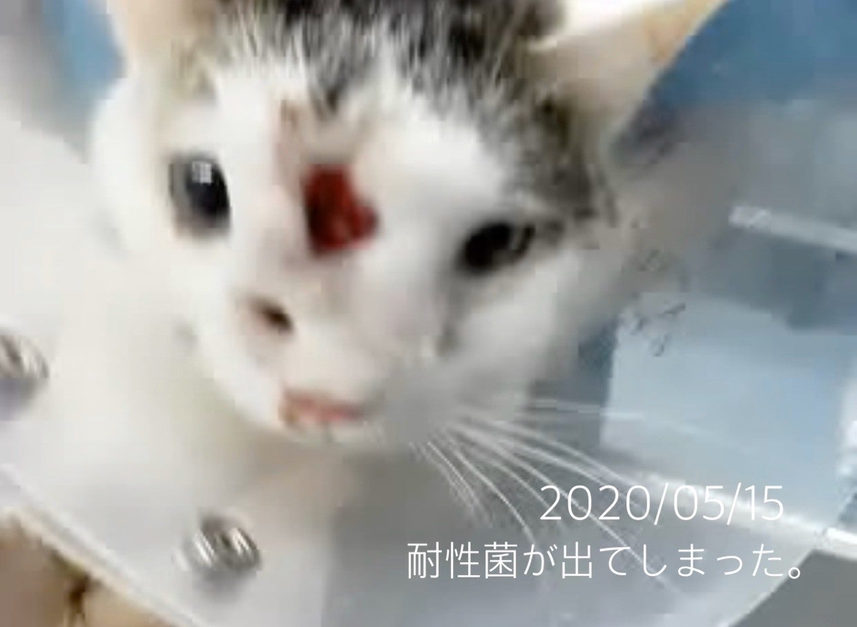 手術・治療費のお願い】「長生きできないかも」と言われたこの子を救い