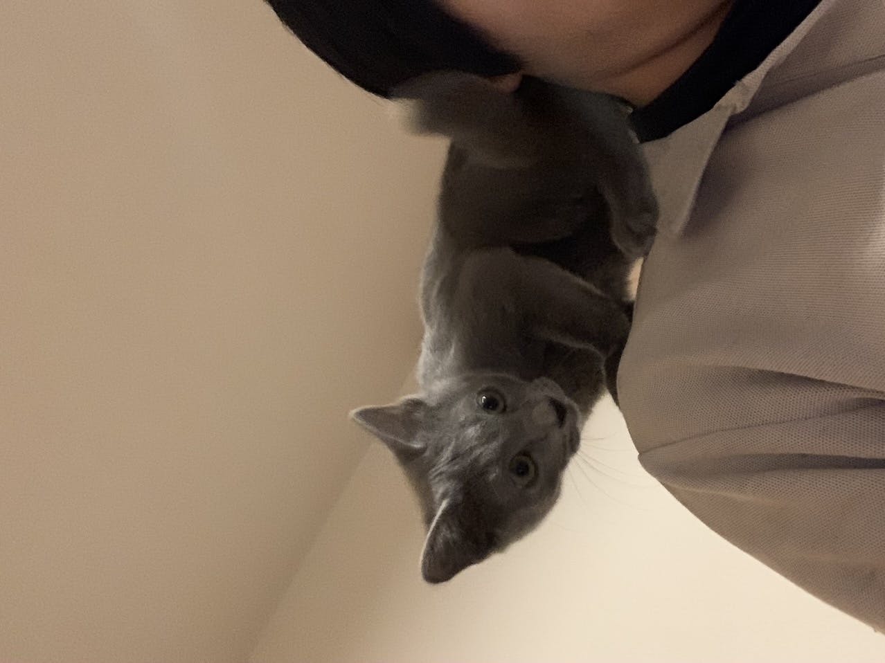 愛猫リオ君を助けたい 猫伝染性腹膜炎 Fip の治療費のご協力のお願い Campfire キャンプファイヤー 愛猫リオ君を助けたい 猫伝染性腹膜炎 Fip の治療費のご協力のお願い Campfire キャンプファイヤー