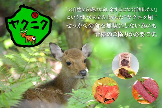 観光客が激減！屋久島の鹿『ヤクシカ』を買って支援して欲しい！
