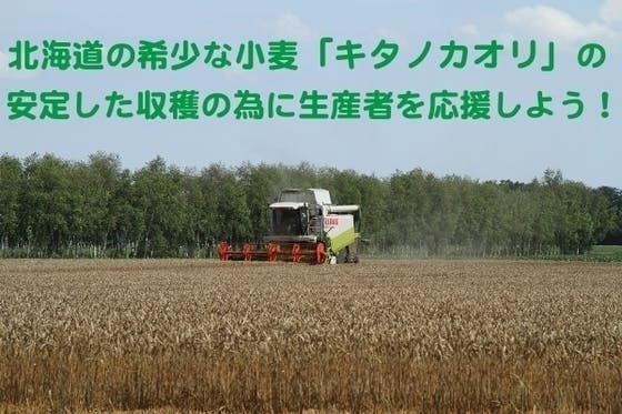 北海道産の希少な小麦「キタノカオリ」の安定した収穫の為に生産者を応援しよう！