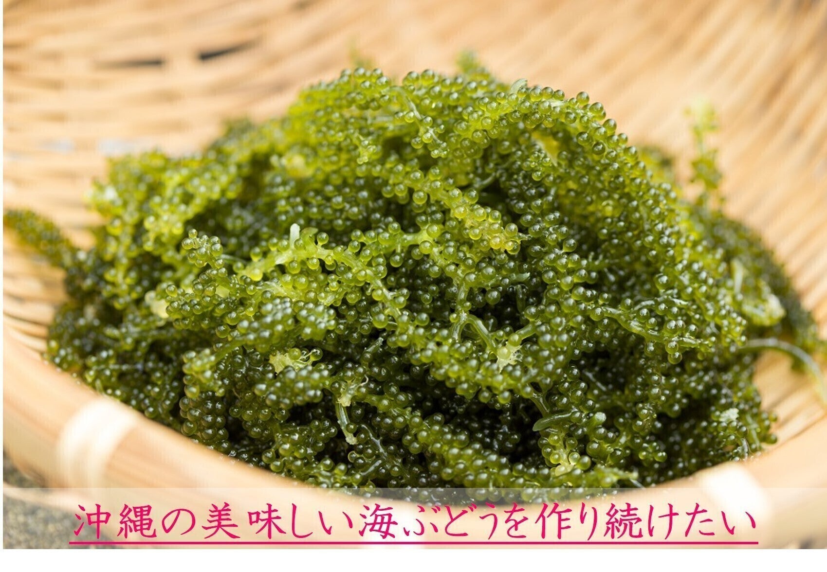 コロナに絶対負けない 沖縄の海ぶどう直売所を助けてください Campfire キャンプファイヤー コロナに絶対負けない 沖縄の海ぶどう直売所を助けてください Campfire キャンプファイヤー